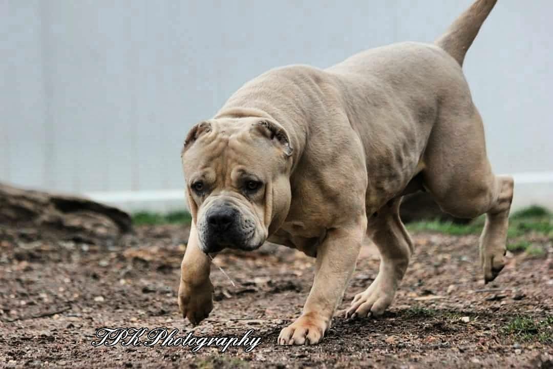 Dog Featured Image