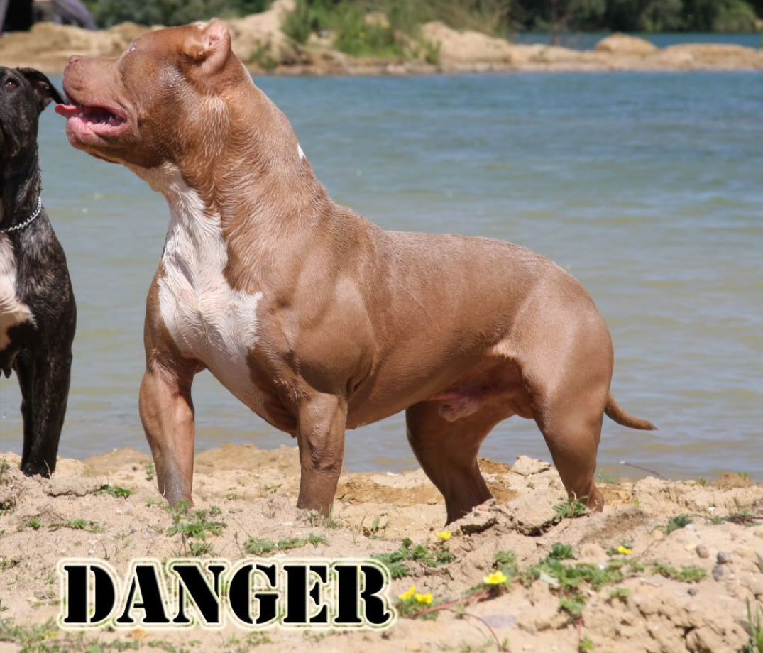 Dog Featured Image