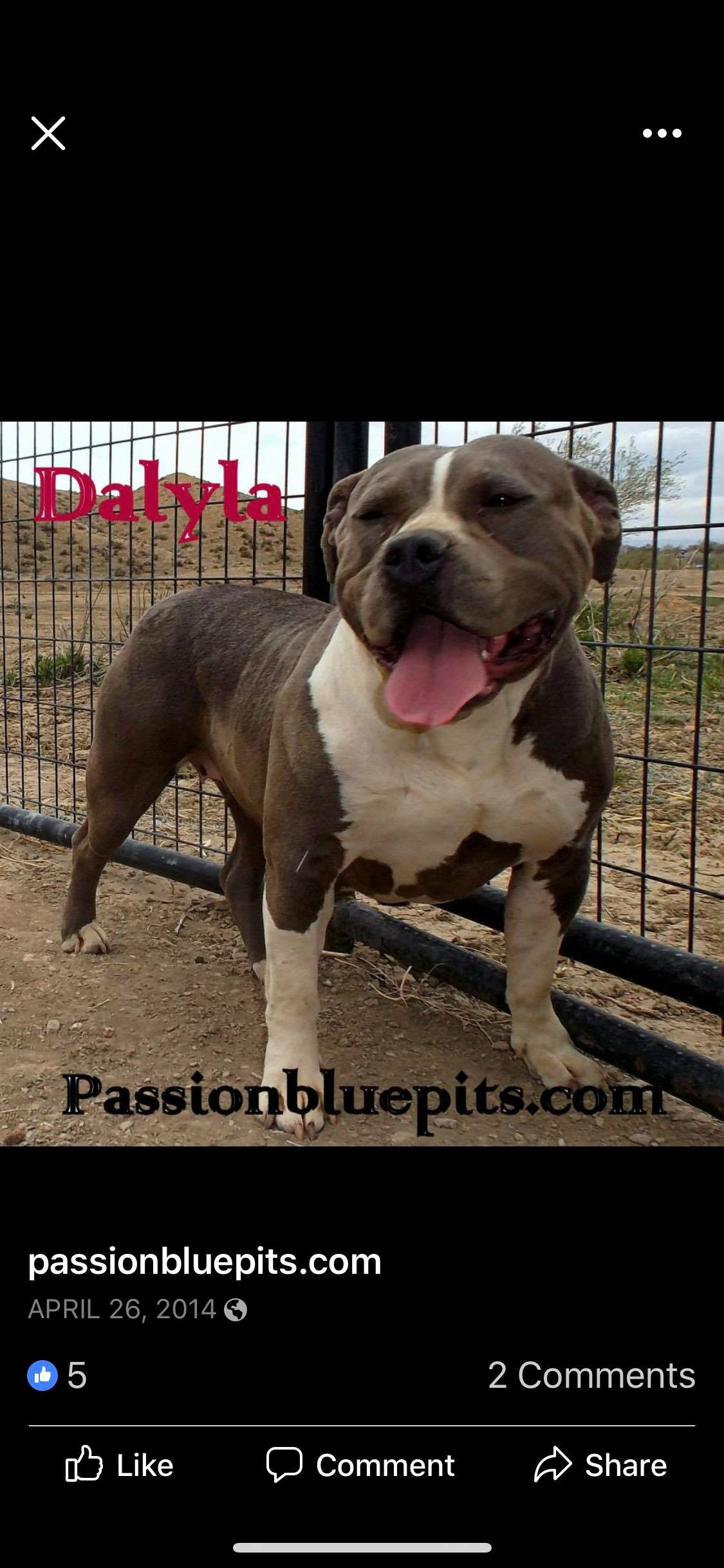 Dog Featured Image