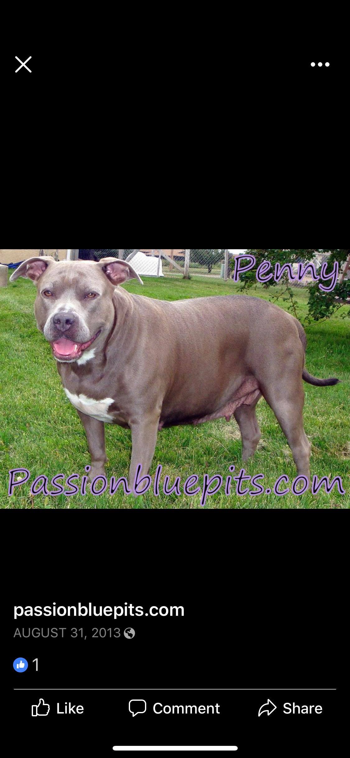 Dog Featured Image