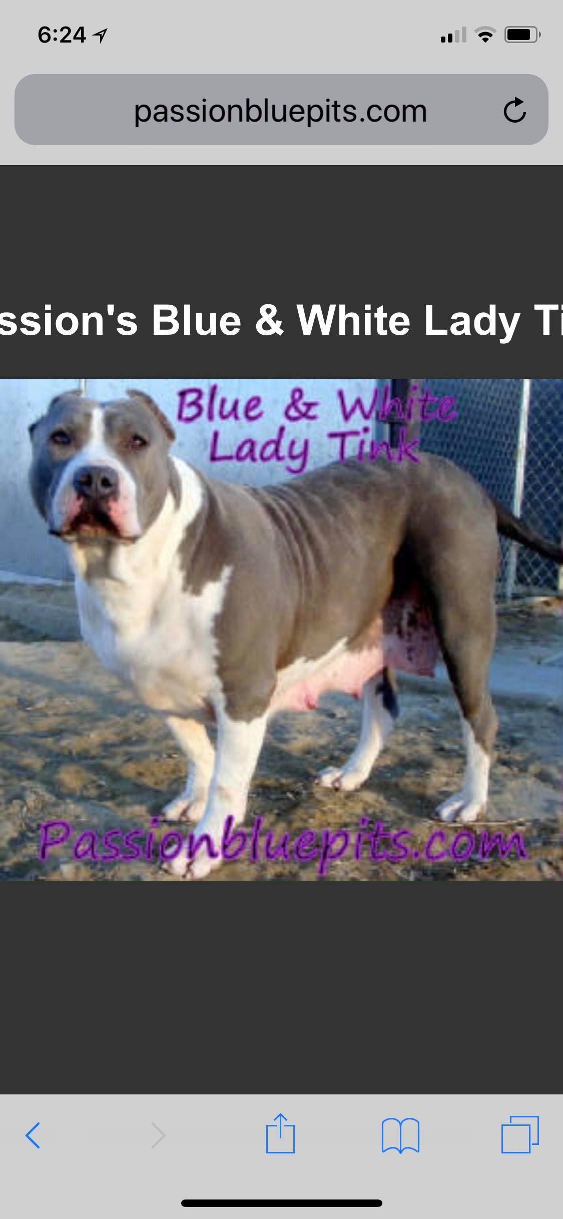 Dog Featured Image