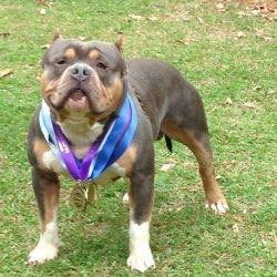 Dog Featured Image