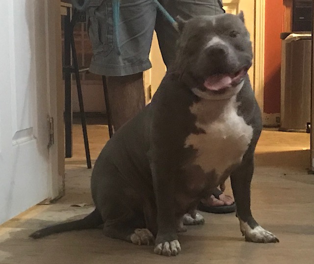 Dog Featured Image