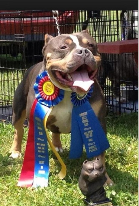 Dog Featured Image