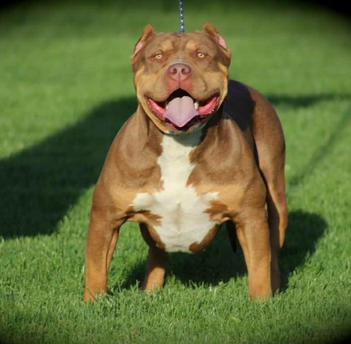 Dog Featured Image