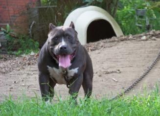 Dog Featured Image