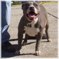 Dog Featured Image