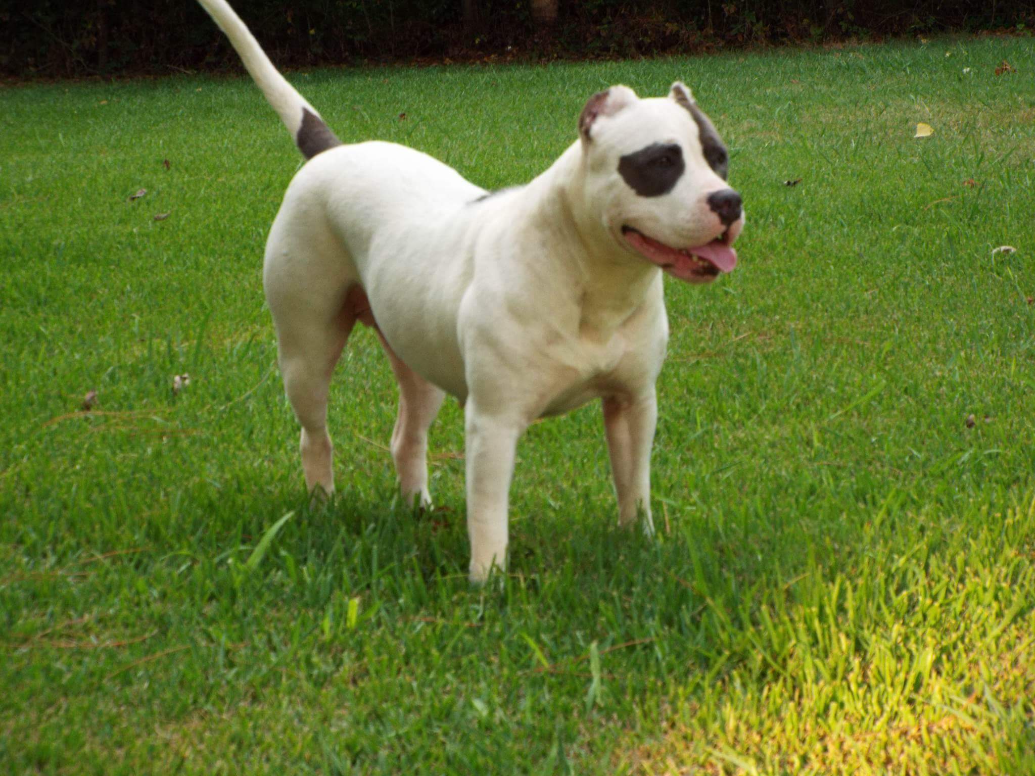 Dog Featured Image