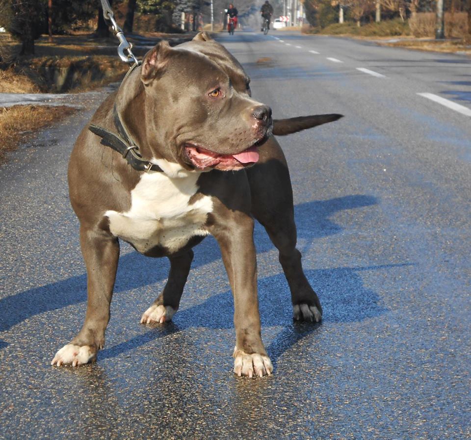 Dog Featured Image