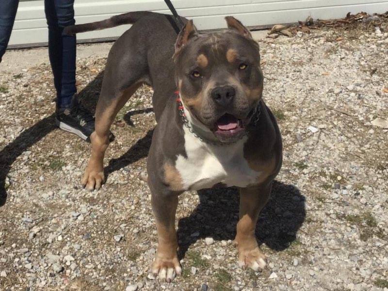 Dog Featured Image