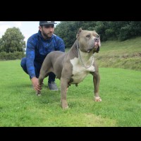 Dog Featured Image