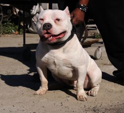 Dog Featured Image