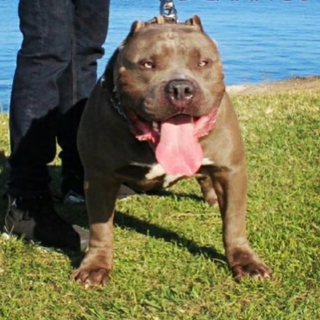 Dog Featured Image