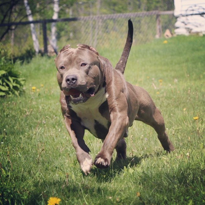 Dog Featured Image