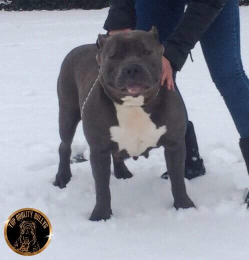 Dog Featured Image