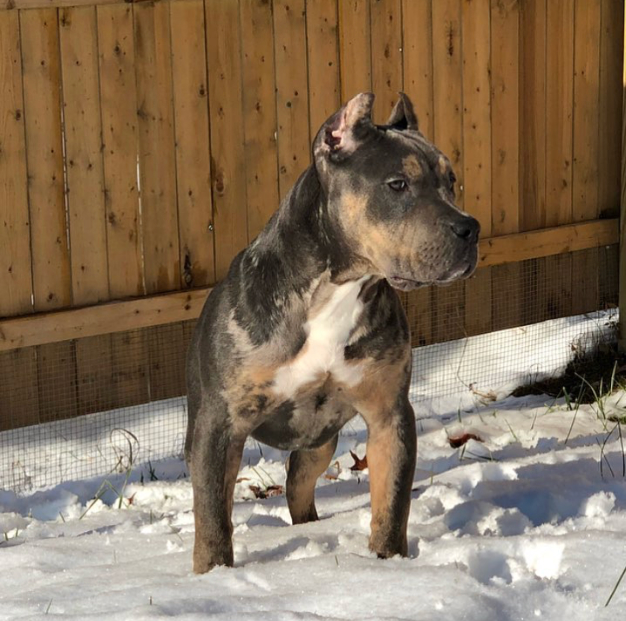Dog Featured Image
