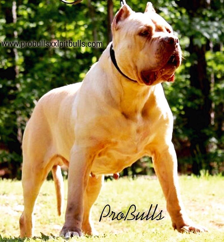 Dog Featured Image