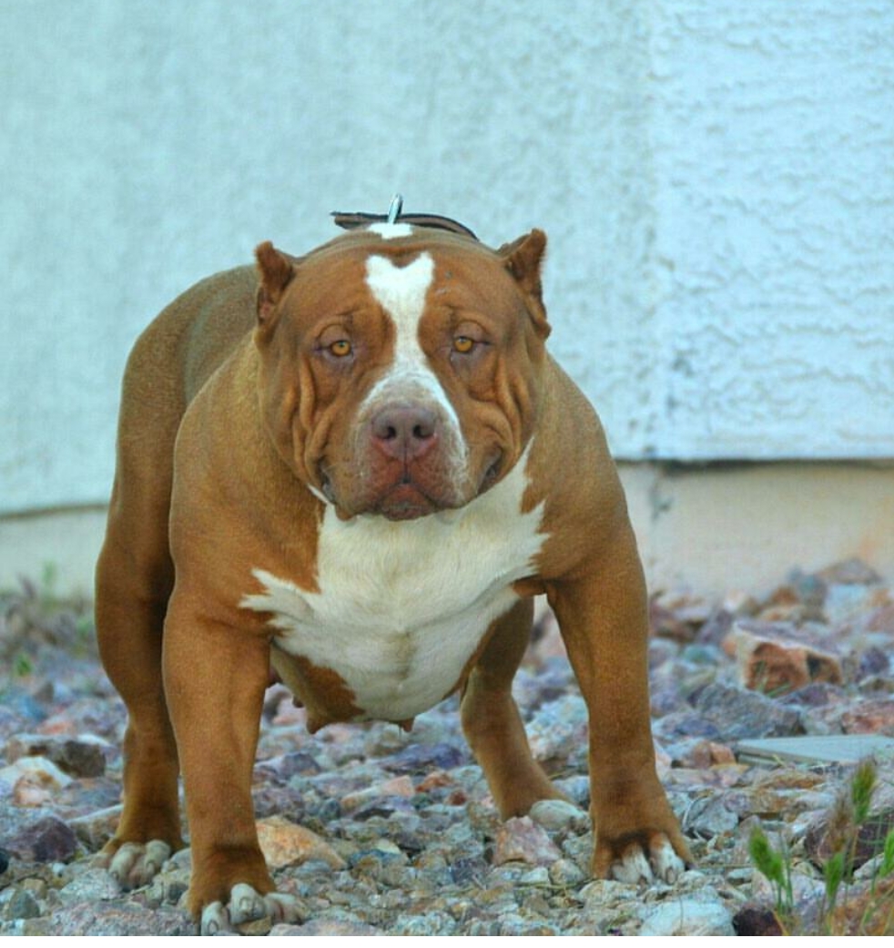 Dog Featured Image