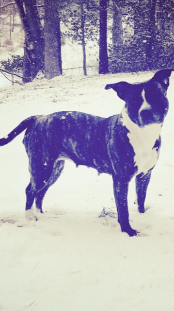 Dog Featured Image