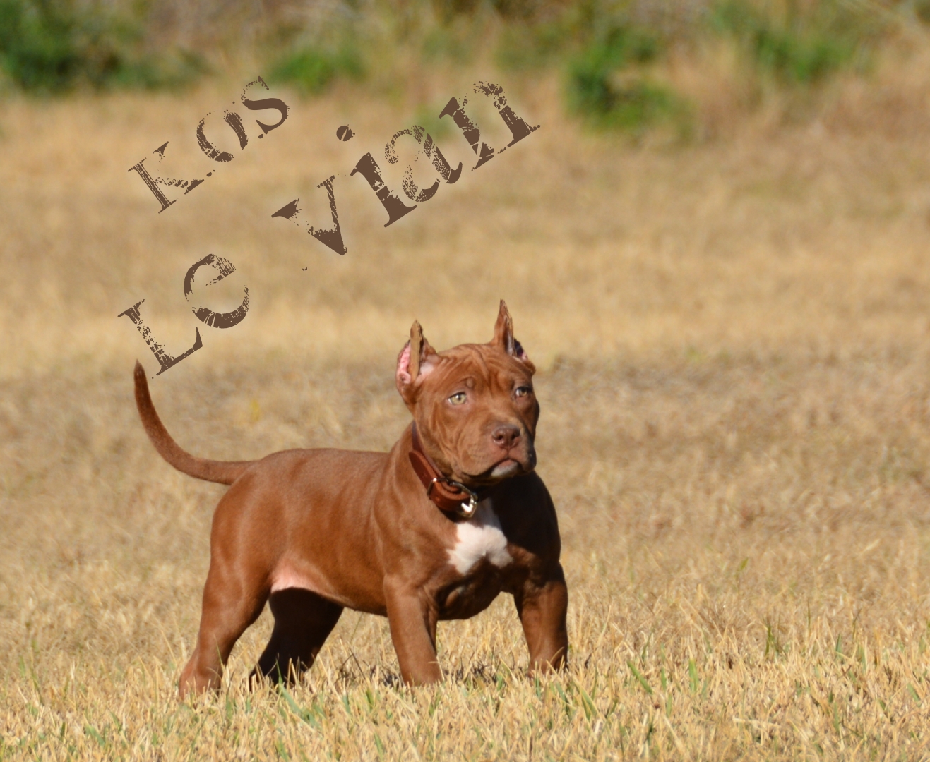 Dog Featured Image