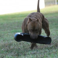 Dog Featured Image