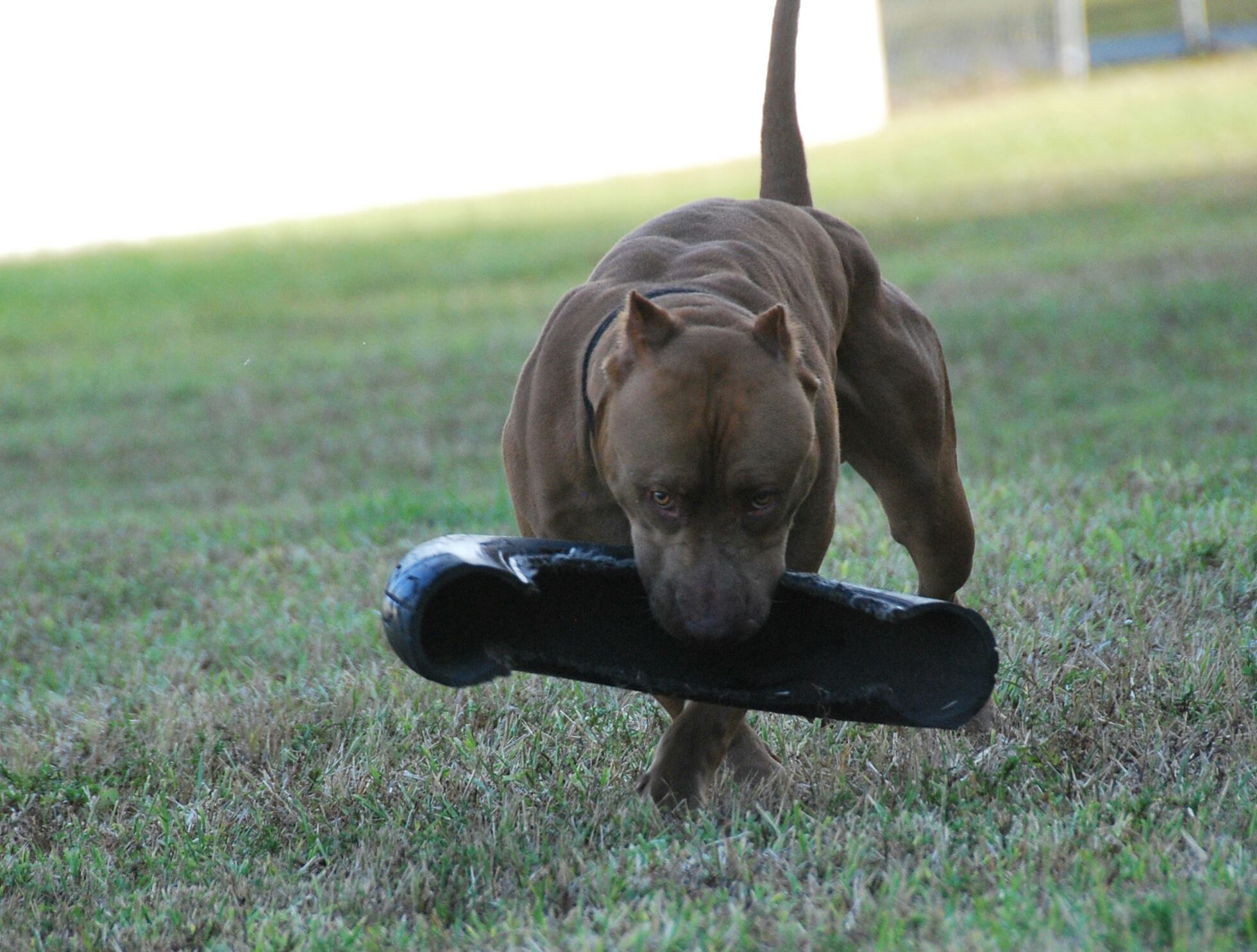 Dog Featured Image