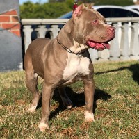 Dog Featured Image