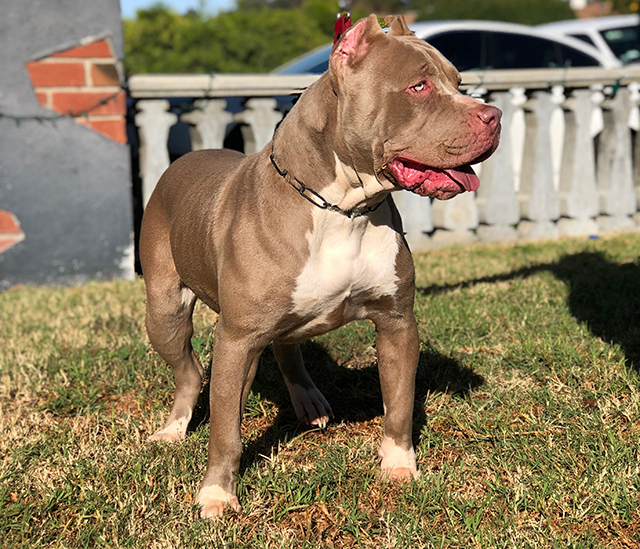 Dog Featured Image