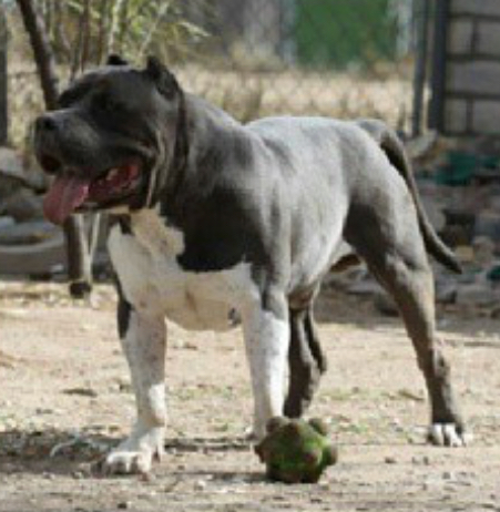 Dog Featured Image
