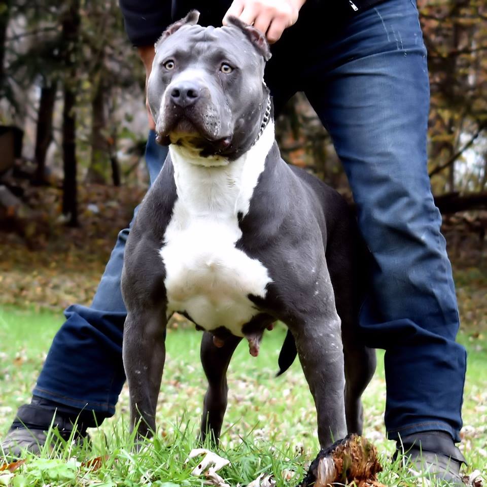 Dog Featured Image