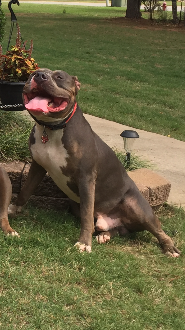 Dog Featured Image