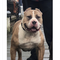 Dog Featured Image