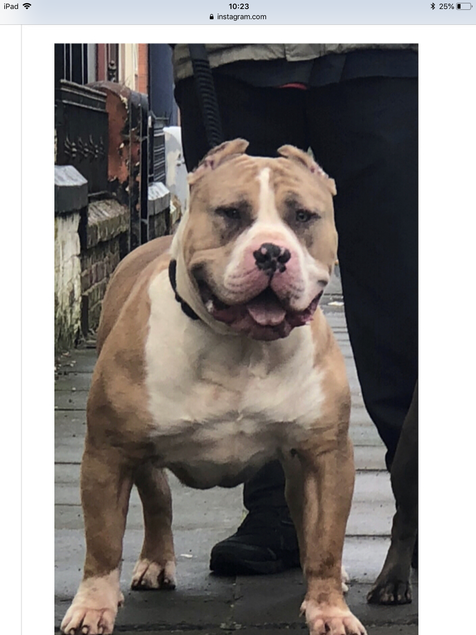 Dog Featured Image