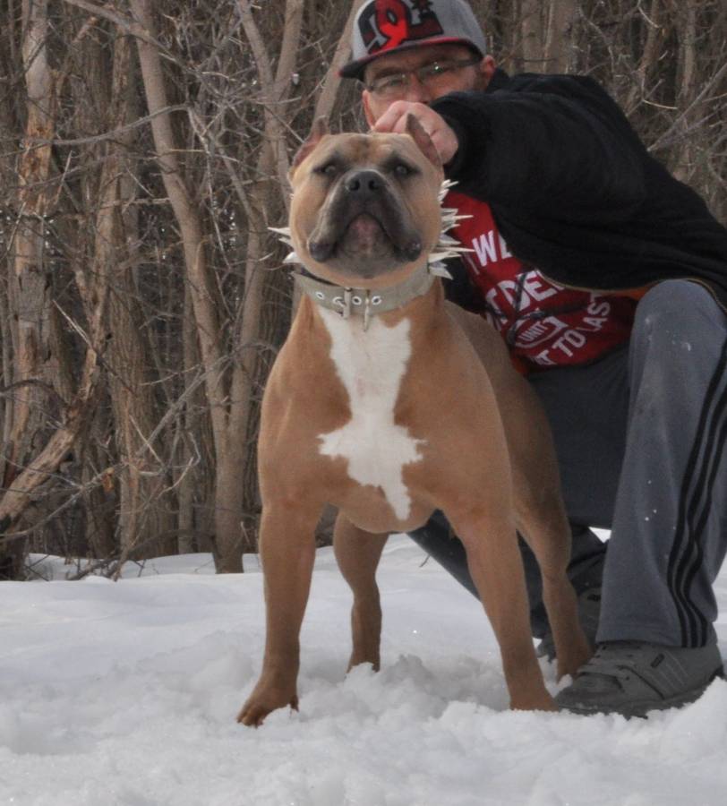 Dog Featured Image