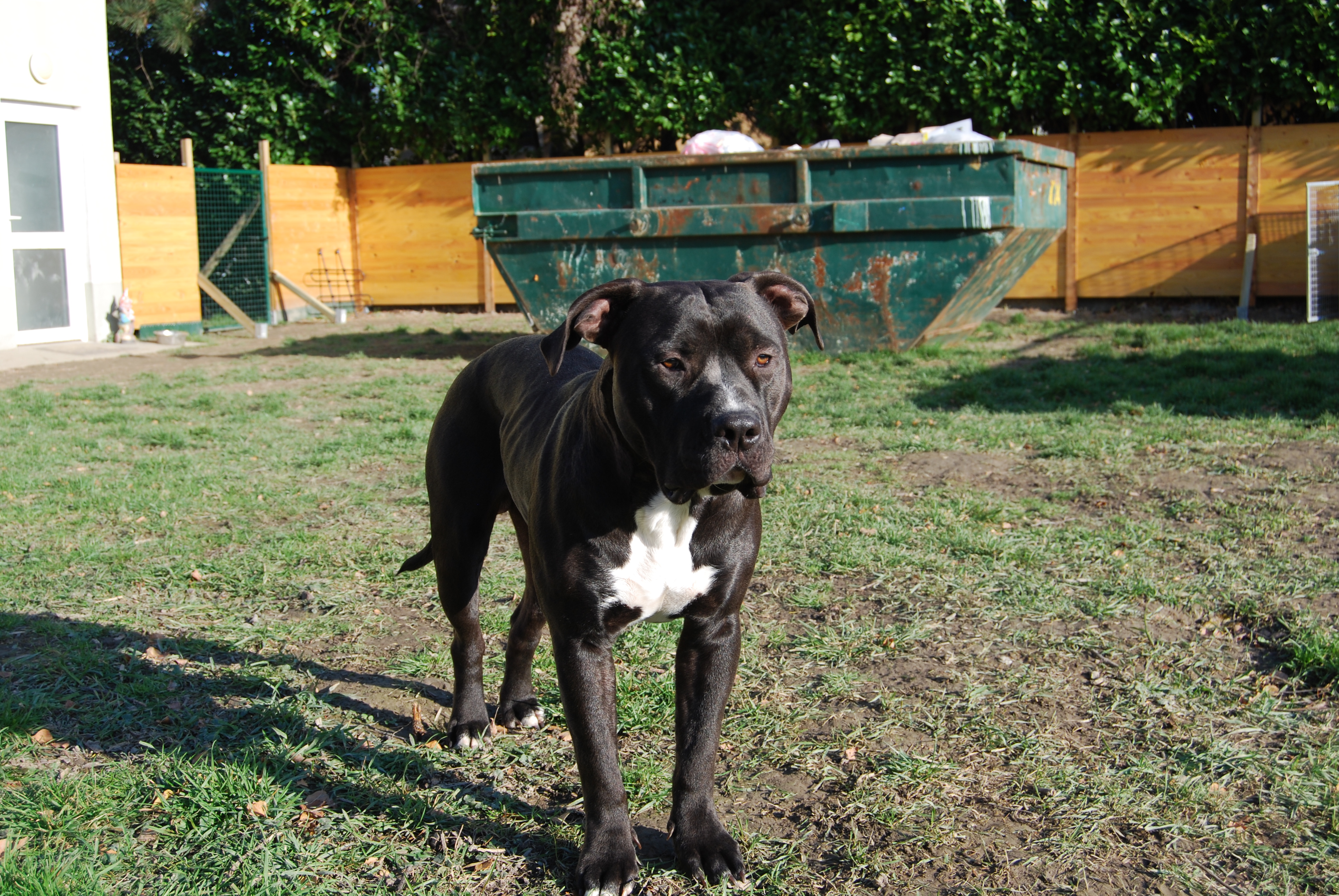 Dog Featured Image
