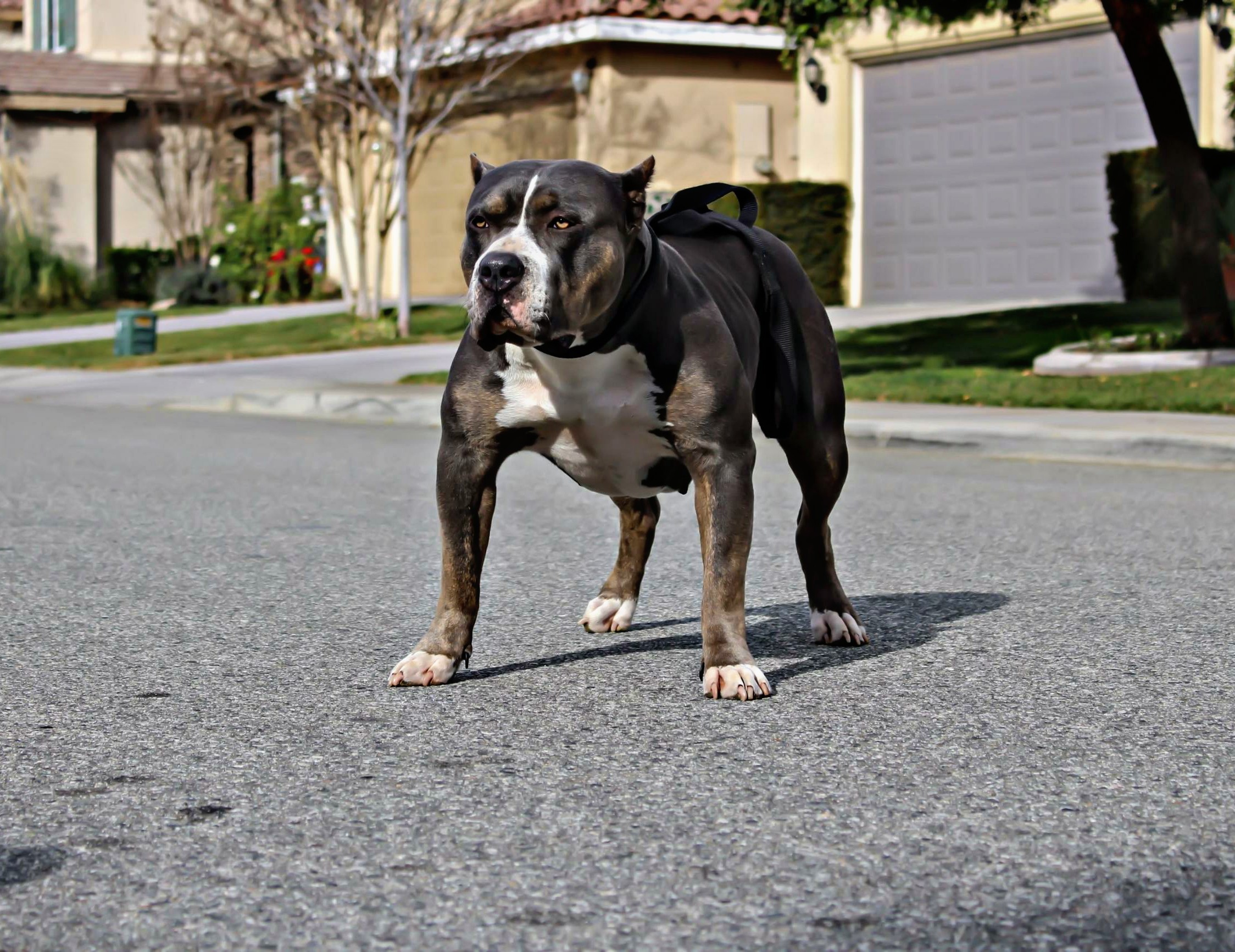 Dog Featured Image