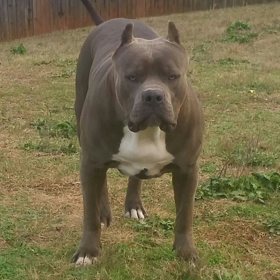 Dog Featured Image