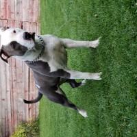 Dog Featured Image