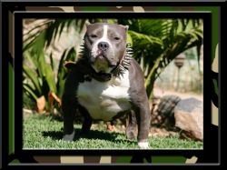Dog Featured Image