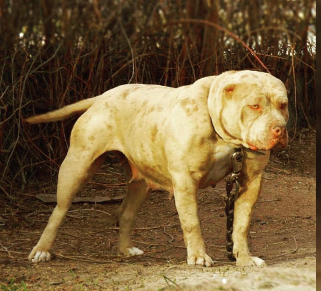 Dog Featured Image
