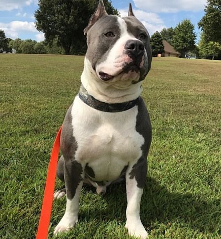 Dog Featured Image