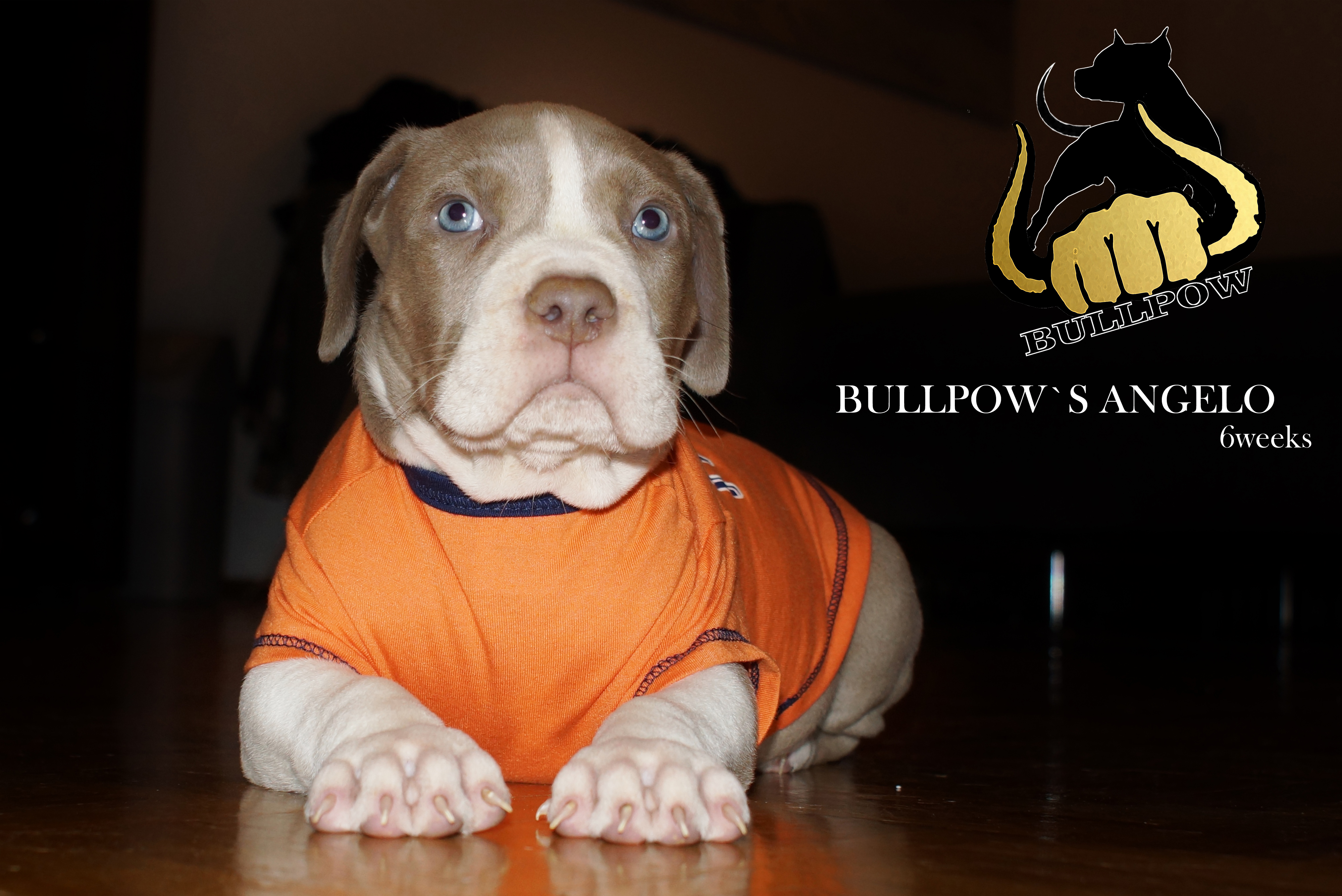 Dog Featured Image