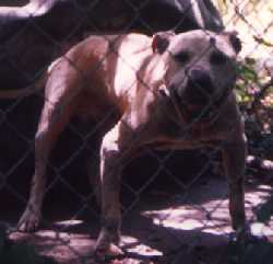 Dog Featured Image