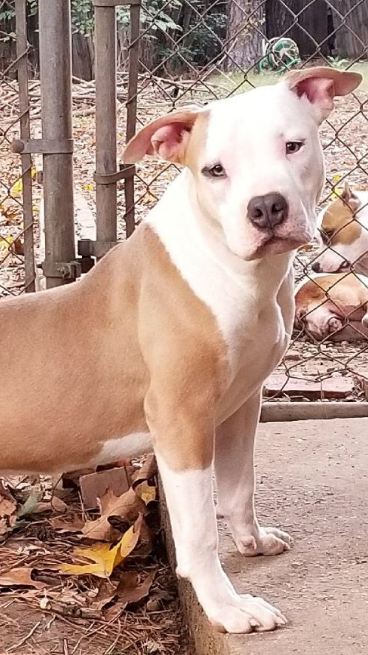 Dog Featured Image