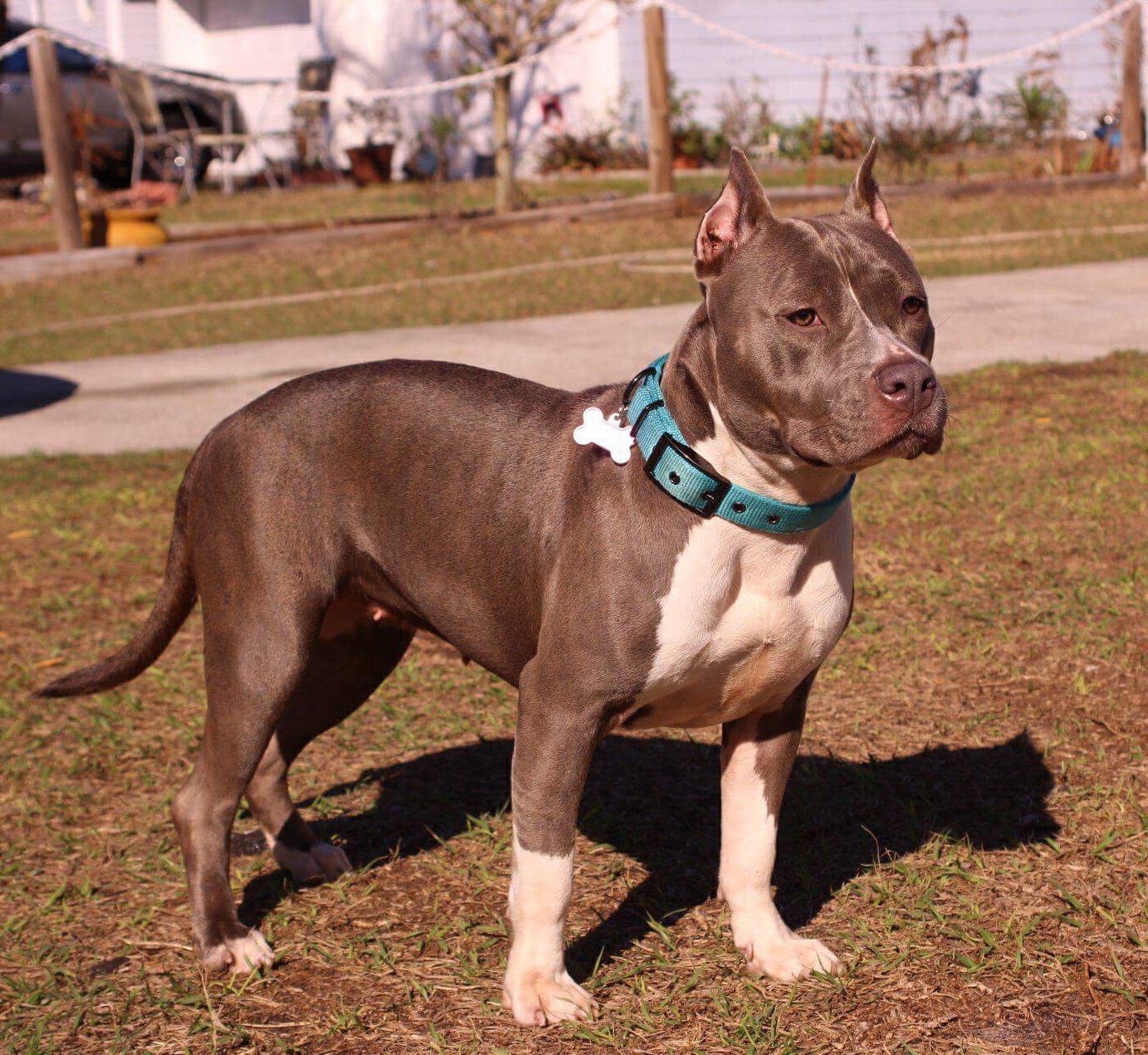 Dog Featured Image