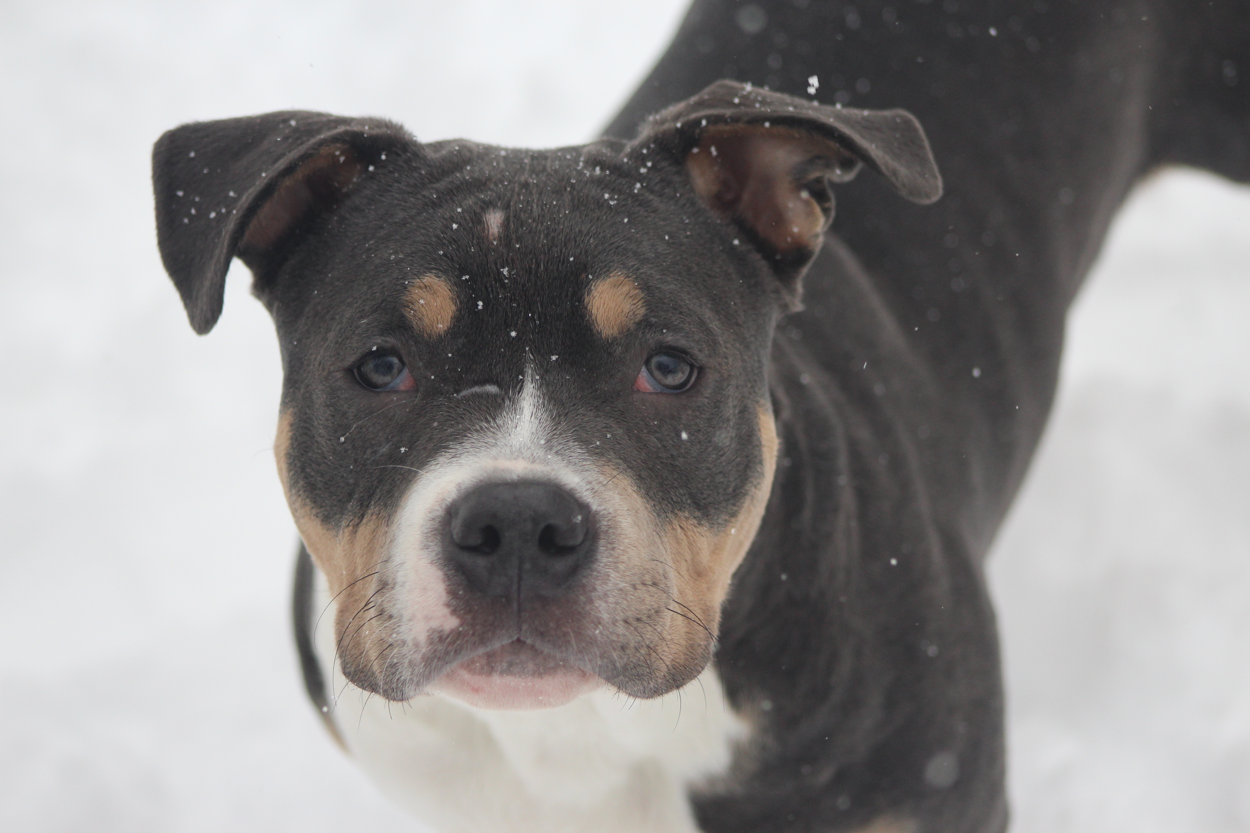 Dog Featured Image