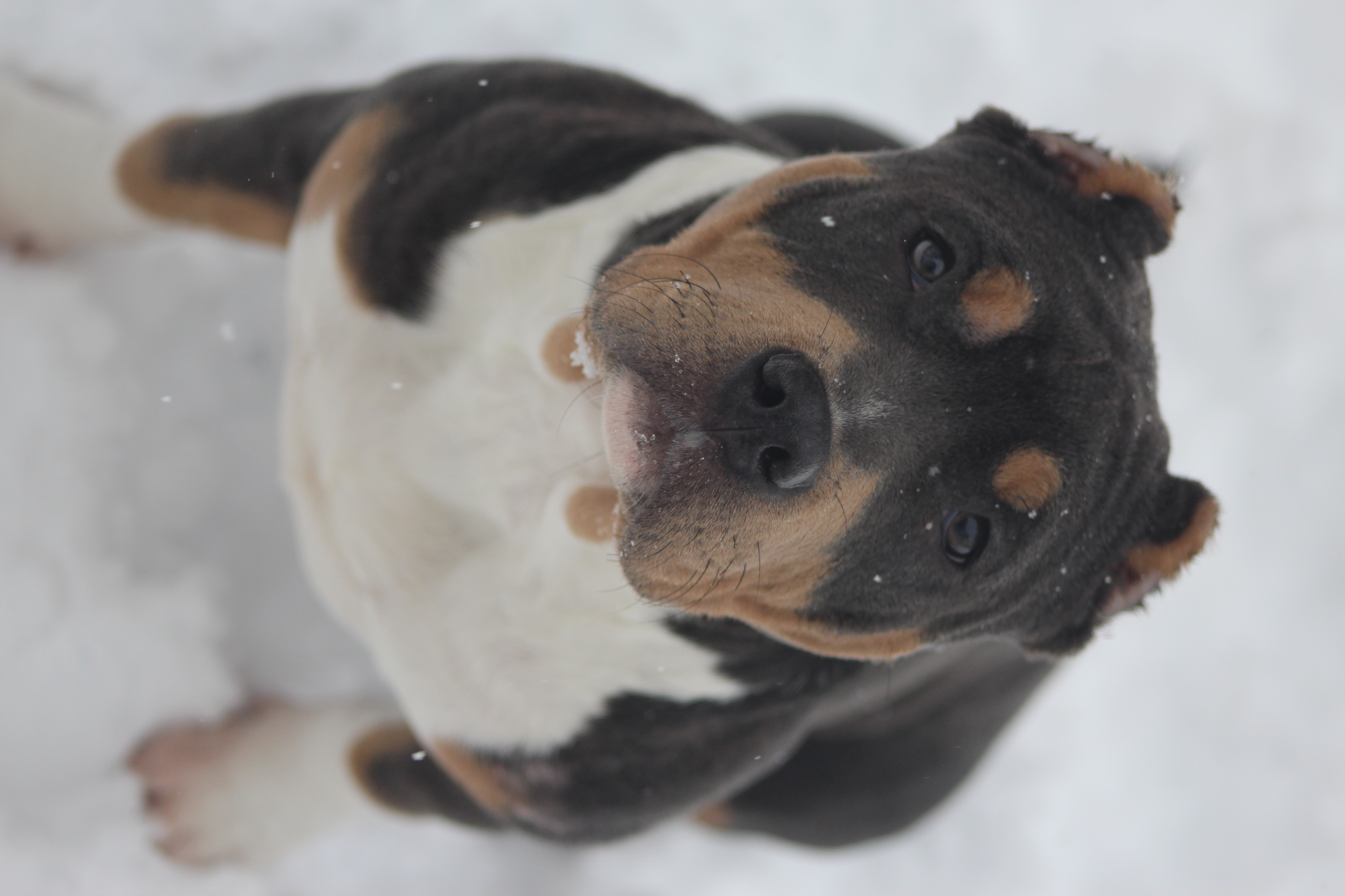Dog Featured Image
