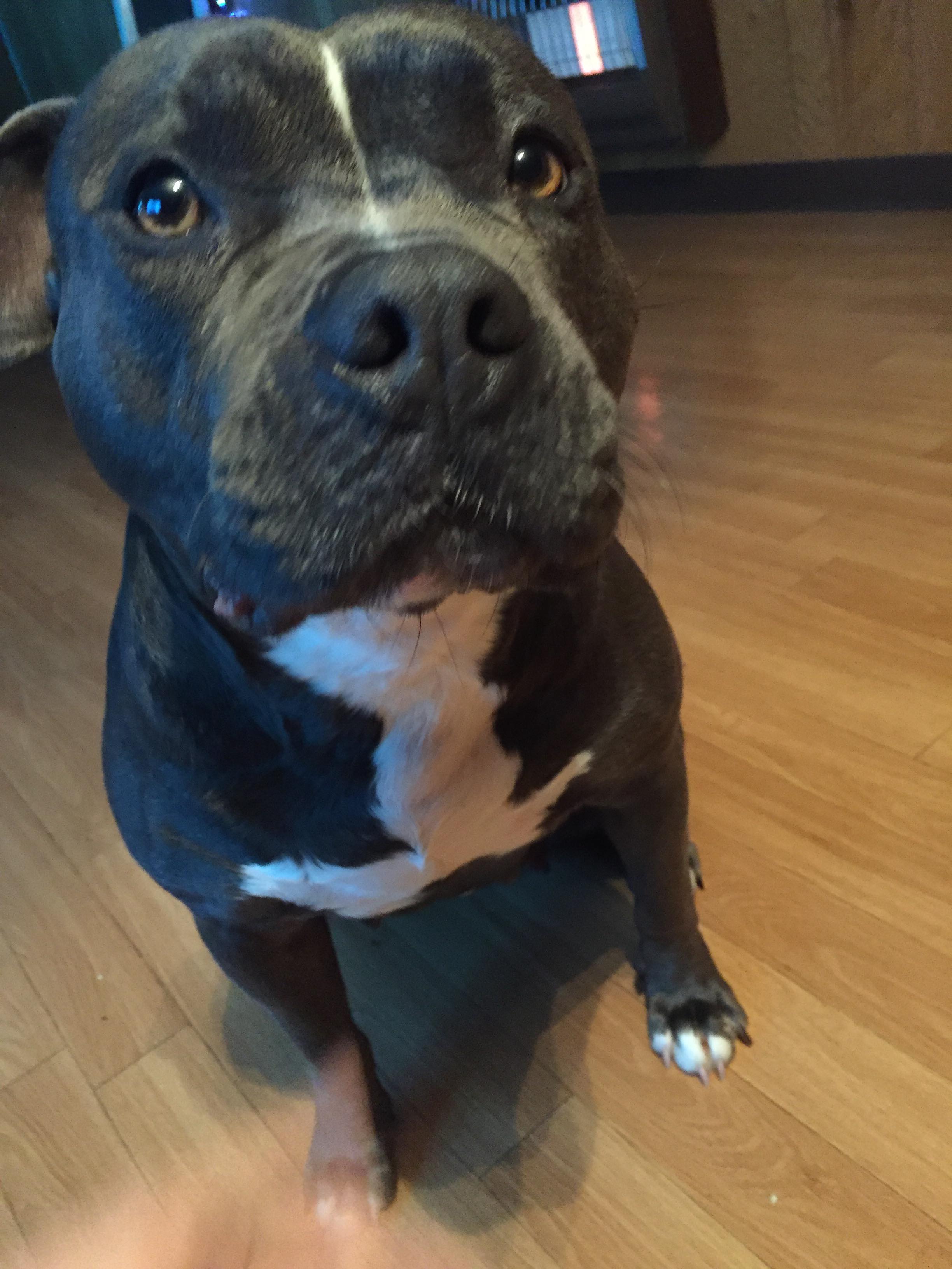 Dog Featured Image