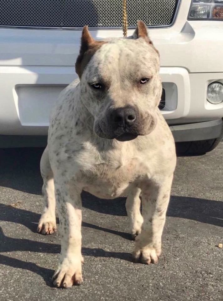 Dog Featured Image