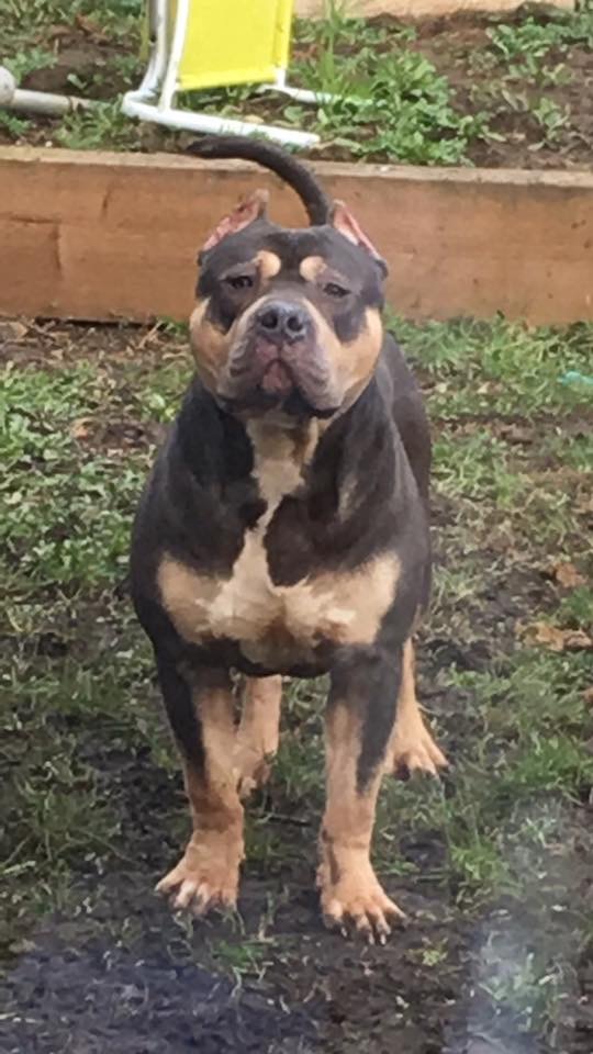 Dog Featured Image